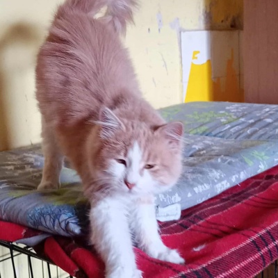 Kater Grisu und Pepper sind bereit, EKH Jungtier - Kater