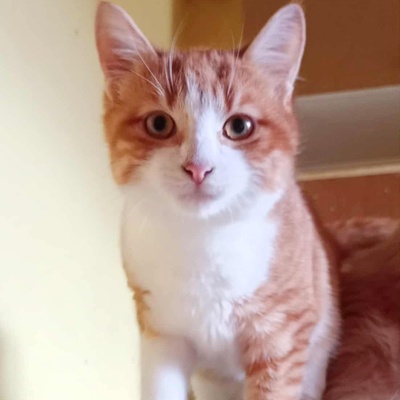 Kater Grisu und Pepper sind bereit, EKH Jungtier - Kater