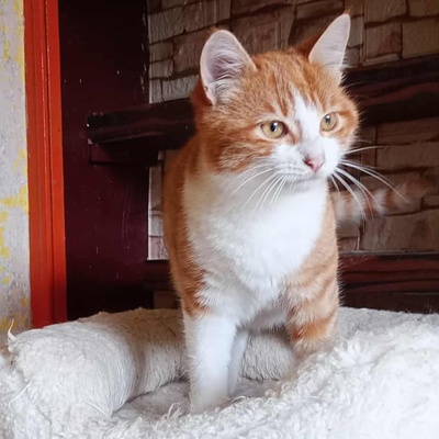 Kater Grisu und Pepper sind bereit, EKH Jungtier - Kater