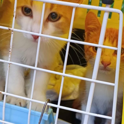 Kater Grisu und Pepper sind bereit, EKH Jungtier - Kater