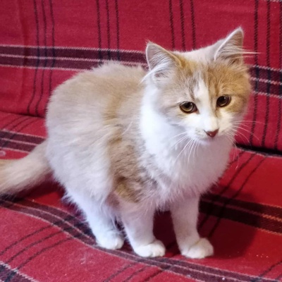 Kater Grisu und Pepper sind bereit, EKH Jungtier - Kater