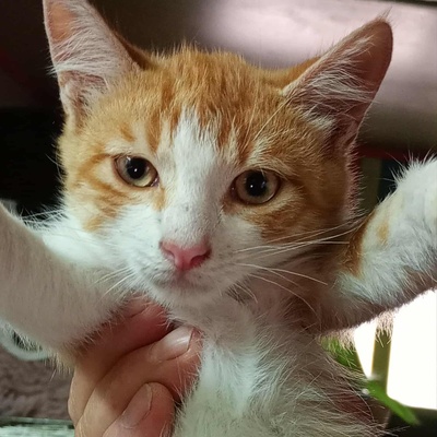 Kater Grisu und Pepper sind bereit, EKH Jungtier - Kater