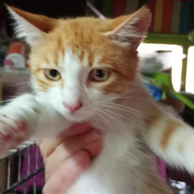 Kater Grisu und Pepper sind bereit, EKH Jungtier - Kater