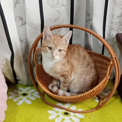 Kater Hermann und Pömmi möchten gern reisen, EKH Jungtier - Kater