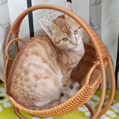 Kater Hermann und Pömmi möchten gern reisen, EKH Jungtier - Kater