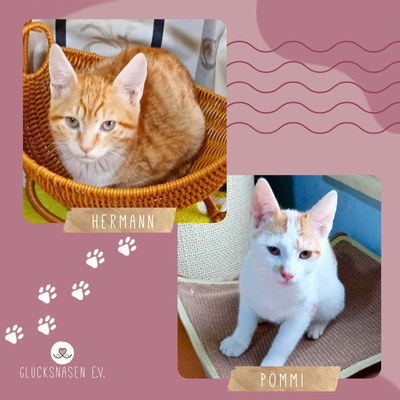 Kater Hermann und Pömmi sitzen auf gepackten Koffern, EKH Jungtier - Kater