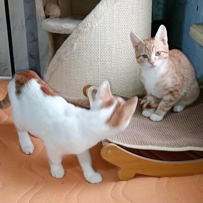 Kater Hermann und Pömmi sitzen auf gepackten Koffern, EKH Jungtier - Kater