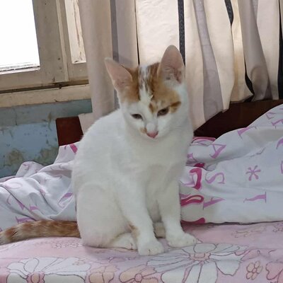 Kater Hermann und Pömmi sitzen auf gepackten Koffern, EKH Jungtier - Kater