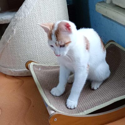 Kater Hermann und Pömmi sitzen auf gepackten Koffern, EKH Jungtier - Kater