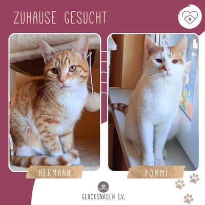 Kater Hermann und Pömmi sitzen auf gepackten Koffern, EKH Jungtier - Kater