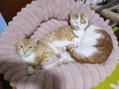 Kater Hermann und Pömmi sitzen auf gepackten Koffern, EKH Jungtier - Kater