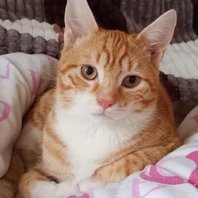 Kater Hermann und Pömmi sitzen auf gepackten Koffern, EKH Jungtier - Kater