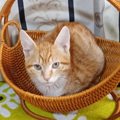 Kater Hermann und Pömmi sitzen auf gepackten Koffern, EKH Jungtier - Kater