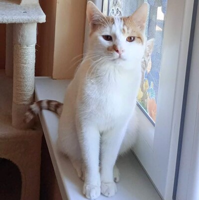 Kater Hermann und Pömmi sitzen auf gepackten Koffern, EKH Jungtier - Kater