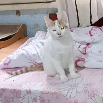 Kater Hermann und Pömmi sitzen auf gepackten Koffern, EKH Jungtier - Kater