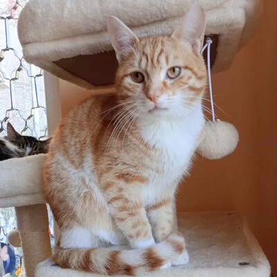 Kater Hermann und Pömmi sitzen auf gepackten Koffern, EKH Jungtier - Kater