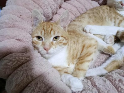 Kater Hermann und Pömmi warten auf Post, EKH Jungtier - Kater