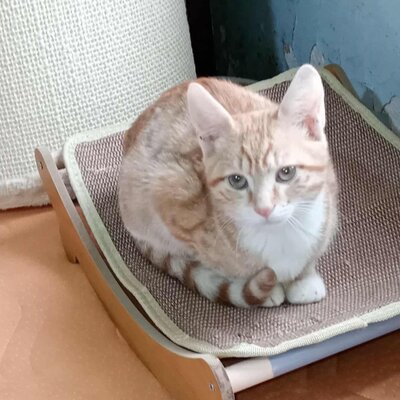 Kater Hermann und Pömmi warten auf Post, EKH Jungtier - Kater