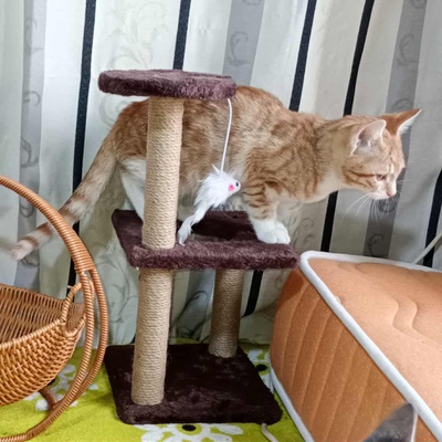 Kater Hermann und Pömmi warten auf Post, EKH Jungtier - Kater