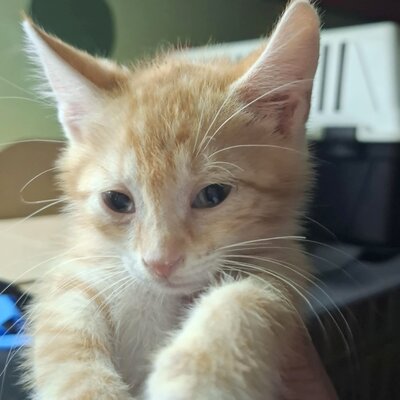 Kater Hermann und Pömmi warten auf Post, EKH Jungtier - Kater