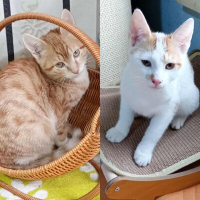 Kater Hermann und Pömmi warten auf Post, EKH Jungtier - Kater