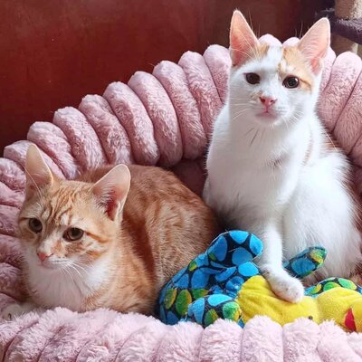 Kater Hermann und Pömmi warten auf Post, EKH Jungtier - Kater