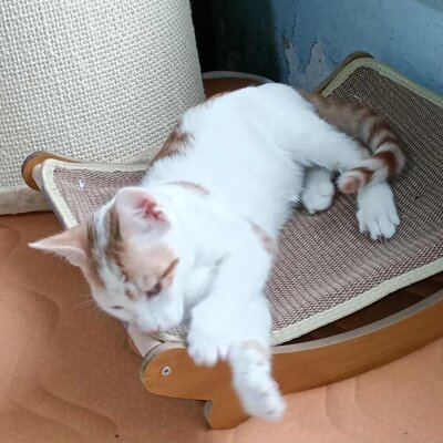 Kater Hermann und Pömmi warten auf Post, EKH Jungtier - Kater