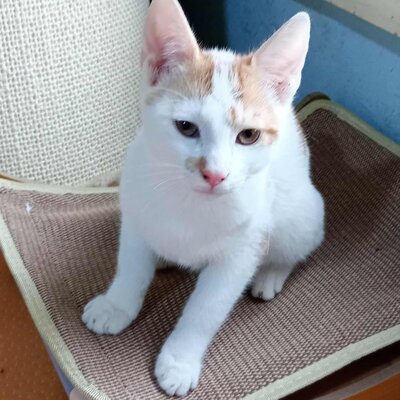 Kater Hermann und Pömmi warten auf Post, EKH Jungtier - Kater