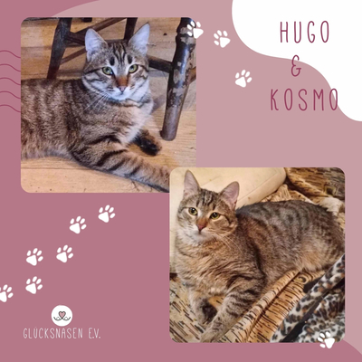 Kater Hugo und Kosmo suchen ihre Dosenöffner, EKH - Kater