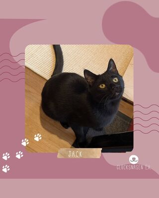 Kater Jack sucht ganz dringend ein neues Zuhause