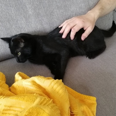 Kater Jack sucht ganz dringend ein neues Zuhause, EKH - Kater