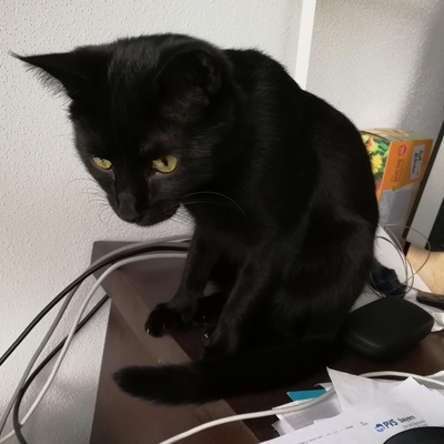 Kater Jack sucht ganz dringend ein neues Zuhause, EKH - Kater