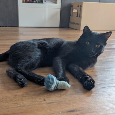 Kater Jack sucht ganz dringend ein neues Zuhause, EKH - Kater