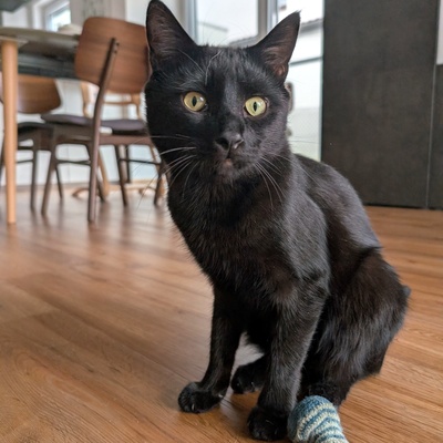 Kater Jack sucht ganz dringend ein neues Zuhause, EKH - Kater