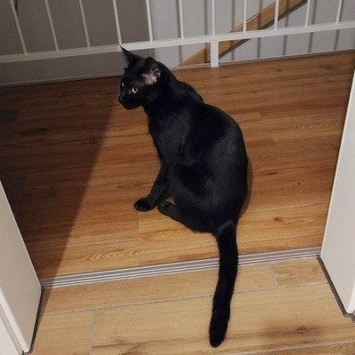 Kater Jack sucht sein neues Zuhause, EKH - Kater