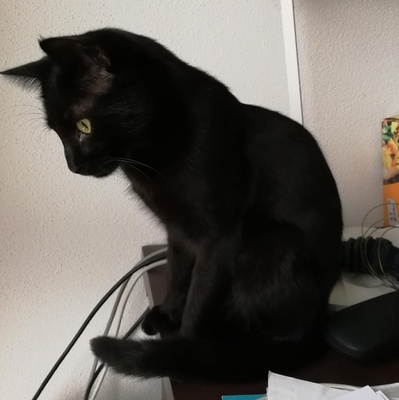 Kater Jack sucht sein neues Zuhause, EKH - Kater