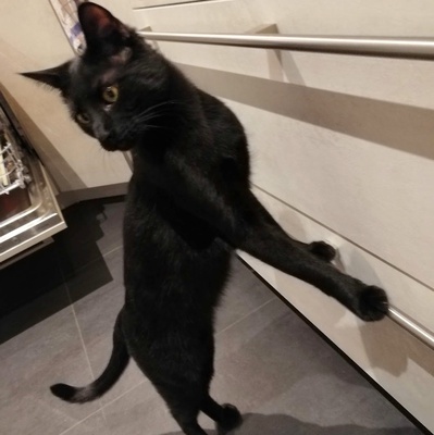 Kater Jack sucht sein neues Zuhause, EKH - Kater