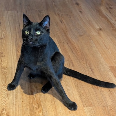 Kater Jack sucht sein neues Zuhause, EKH - Kater