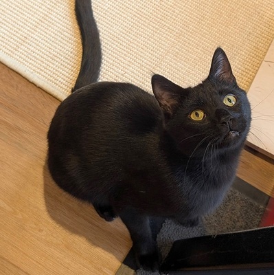 Kater Jack sucht sein neues Zuhause, EKH - Kater