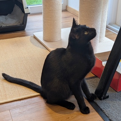 Kater Jack sucht sein neues Zuhause, EKH - Kater