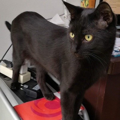 Kater Jack sucht sein neues Zuhause, EKH - Kater