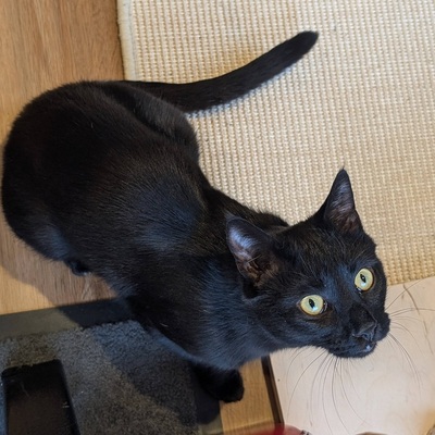 Kater Jack sucht sein neues Zuhause, EKH - Kater