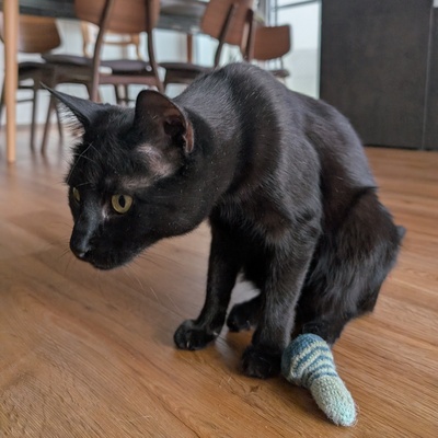 Kater Jack sucht sein neues Zuhause, EKH - Kater