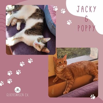 Kater Jacky und Poppy warten auf Dich, EKH - Kater