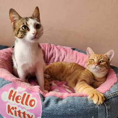 Kater Jacky und Poppy warten auf Dich, EKH - Kater