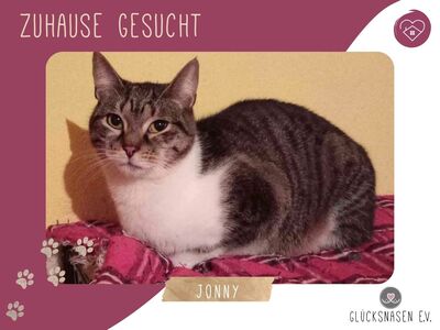 Kater Jonny braucht etwas Zeit zum Ankommen, EKH - Kater