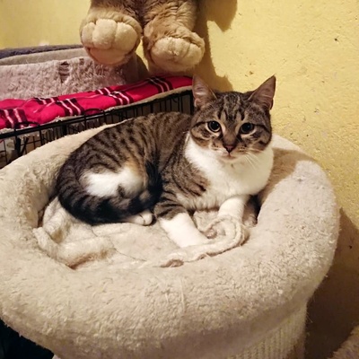 Kater Jonny möchte so gern ankommen, EKH - Kater