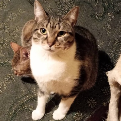 Kater Jonny möchte so gern ankommen, EKH - Kater