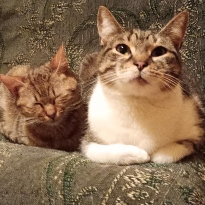 Kater Jonny möchte so gern ankommen, EKH - Kater