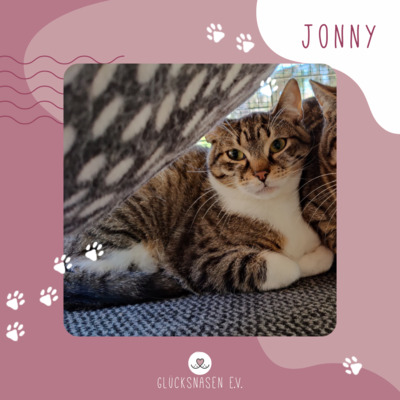 Kater Jonny sucht sein eigenes Zuhause, EKH - Kater